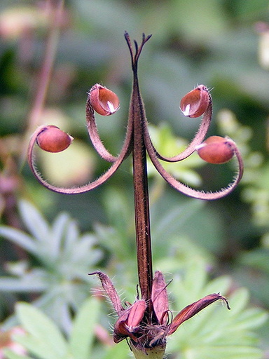 flower of Geranium sanguineum