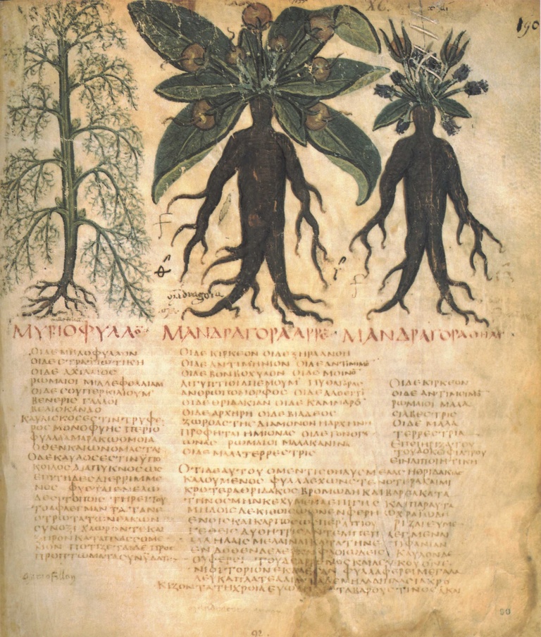 Folio 90 from the Naples Dioscurides, a 7th century manuscript of Dioscurides De Materia Medica (Naples, Biblioteca Nazionale, Cod. Gr. 1), depicting mandrake plants with anthropomorphic roots.