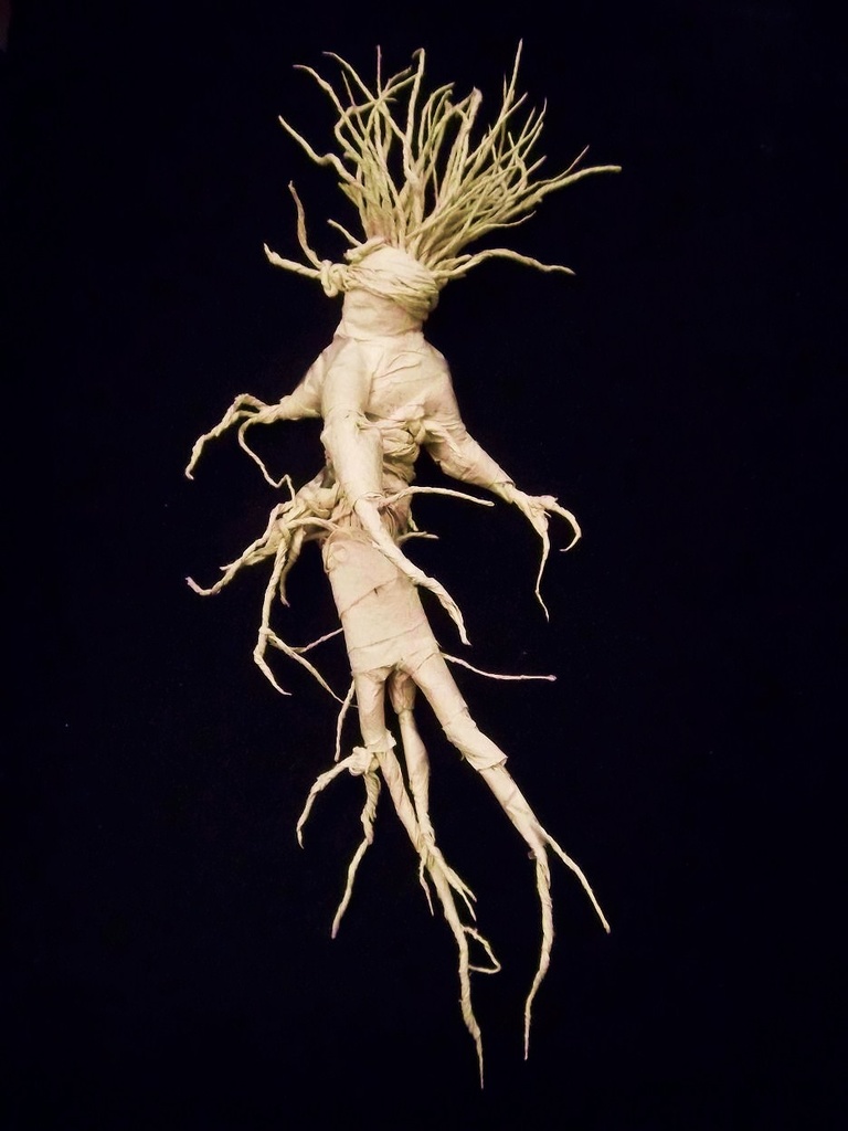 anthropomorphic mandrake root