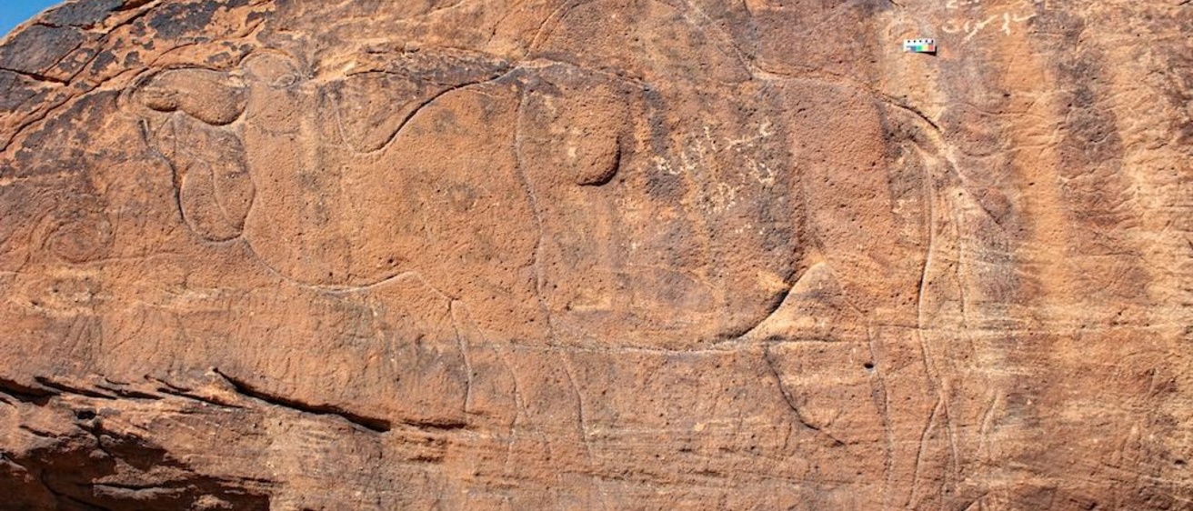 Camel carvings
