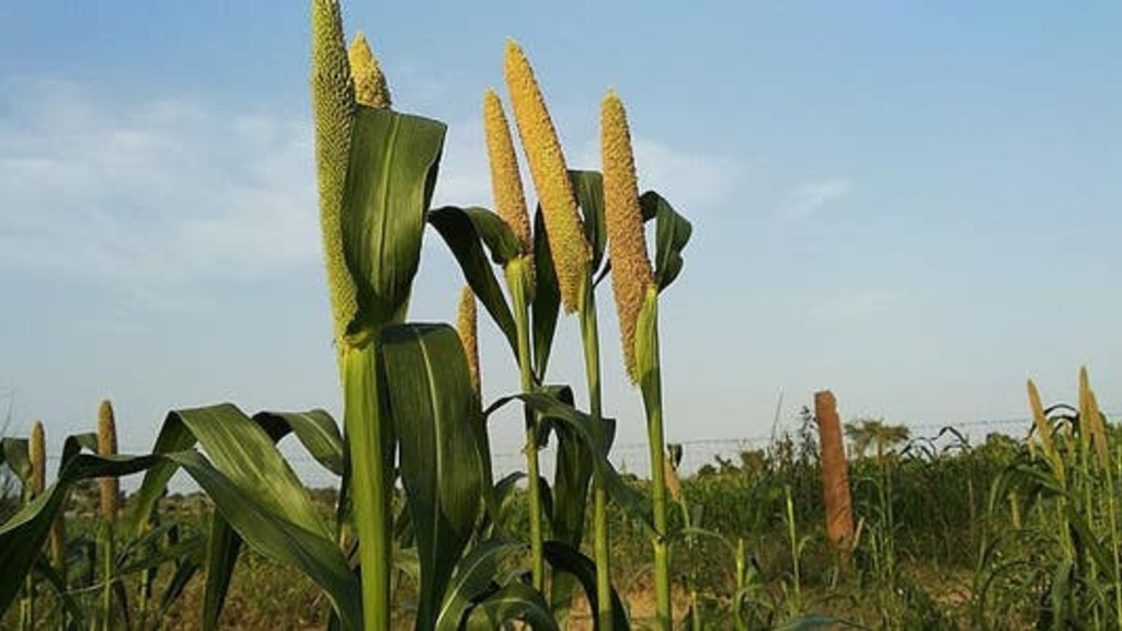 millet in field