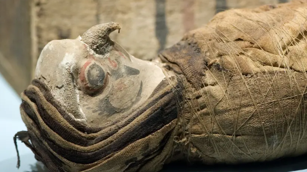 Egyptian falcon mummy