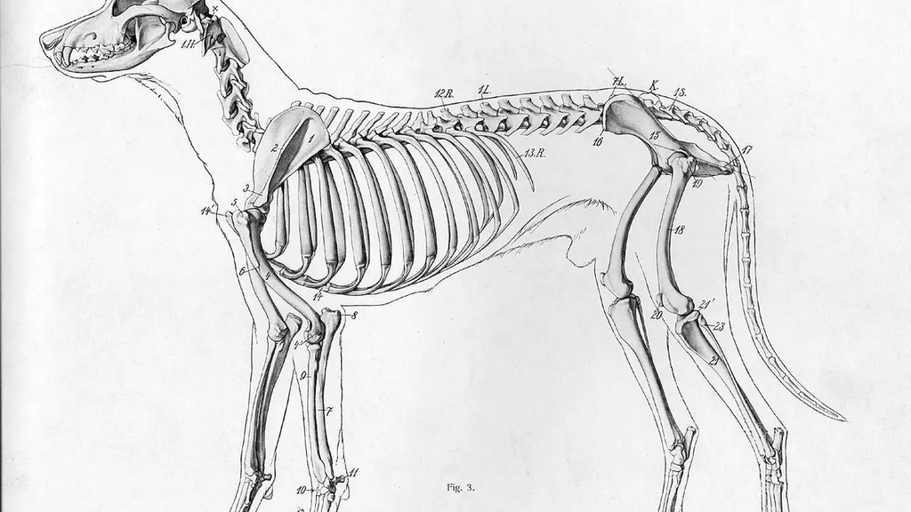 Dog skeleton
