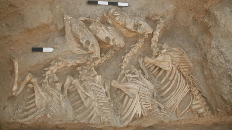 Equid burial
