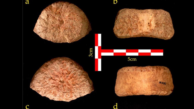 Ubeidiya bone n Israel