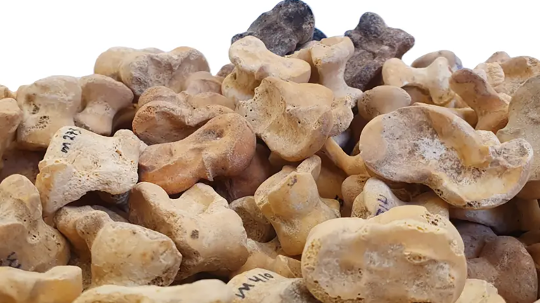 astragali bones