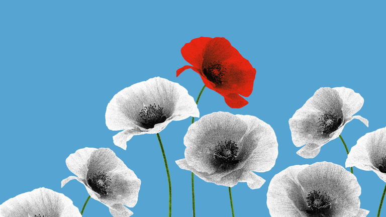 Opium poppy illustration