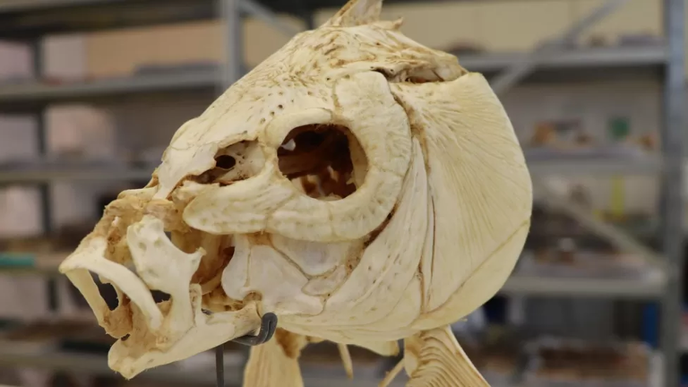 ancient fish skeleton