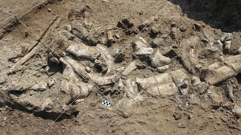 Hippo Fossil and Oldowan Artifacts