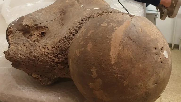 Palaeoloxodon antiquus femur